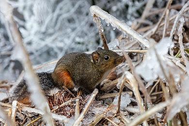 5月开测《碧蓝幻想Versus：崛起》发布全新预告